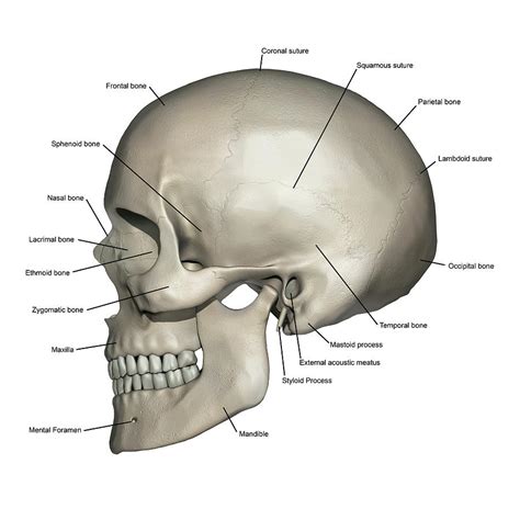 Lateral View Of Human Skull Anatomy Photograph by Alayna Guza - Fine ...