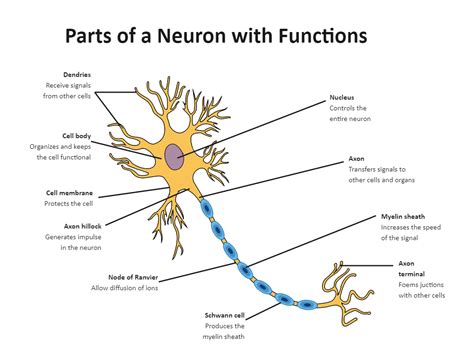 Labeled Neuron Diagram Biology Diagrams, Science Diagrams, Study ...