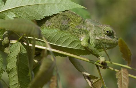 11 stunning examples of animal camouflage | Gulo in Nature