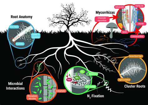 Why Building Organic matter in soil Is Important - OZ TURNERS