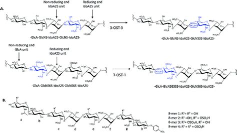 Sulfation reactions catalyzed by 3-OST-1 and 3-OST-3 and chemical ...