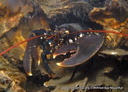 description of Homarus gammarus - Lobster