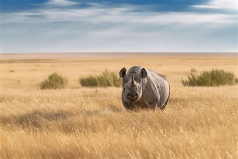 Black Rhino Stands In Savannah - Wildlife Photography Prints For Sale