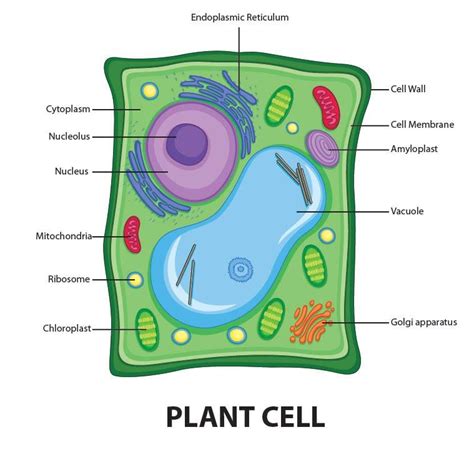 Draw a well-labelled diagram of a plant cell.