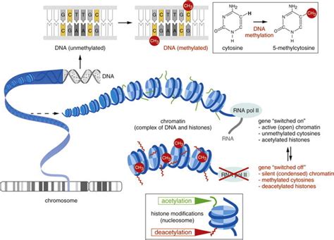 Insects as models to study the epigenetic basis of disease (PDF ...