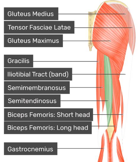 Semitendinosus - Attachments, Actions & Innervation | GetBodySmart