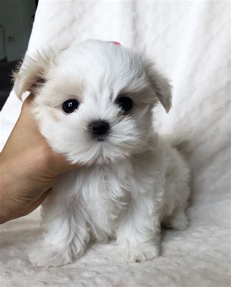 Teacup Maltese Puppy for sale! BEBE | iHeartTeacups