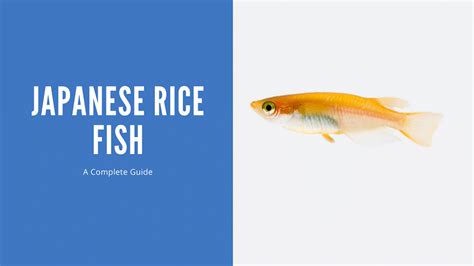 All About Japanese Rice Fish - Care, Breeding, and Diet ...