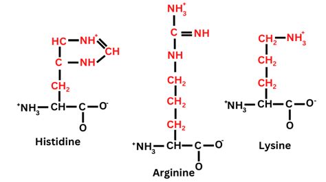 Basic Amino Acid Structures