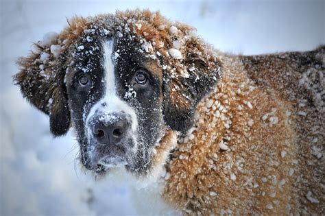 Best Dog Breeds for Cold Weather | Canna-Pet®