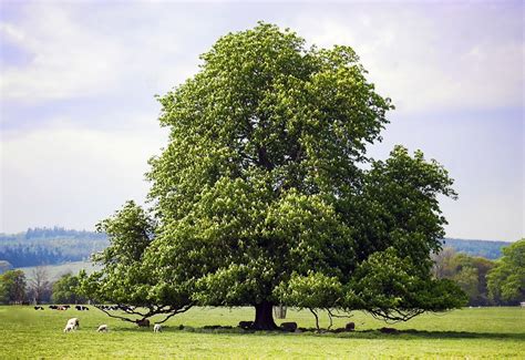 Connecticut Garden Journal: Leave a Legacy With a Chestnut Tree ...