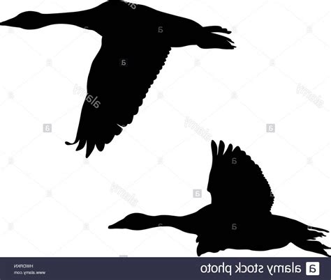 Flying Goose Vector at GetDrawings | Free download