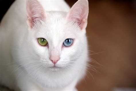 Heterochromia: Cats With Different-Colored Eyes | Litter-Robot