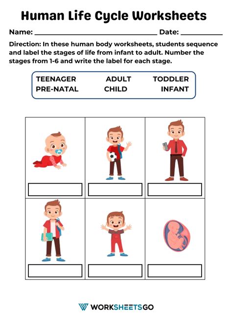 Human Life Cycle Worksheets | WorksheetsGO