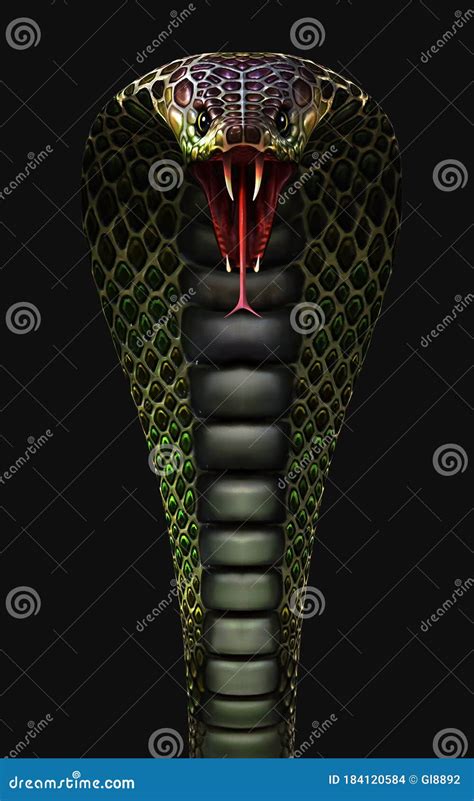 King Cobra The World`s Longest Venomous Snake Isolated On Dark ...