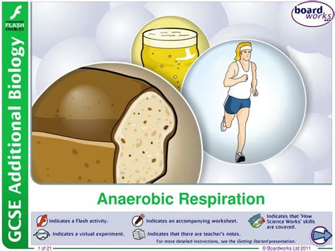 PPT - Anaerobic Respiration PowerPoint Presentation, free download - ID ...