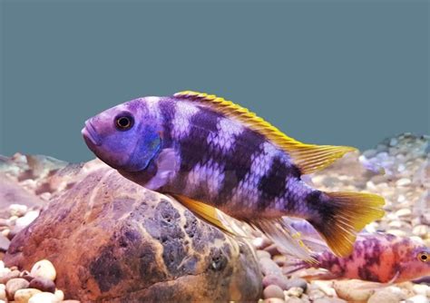 Mbuna Cichlids: Care Guide, Varieties & Lifespan (With Pictures) | Hepper