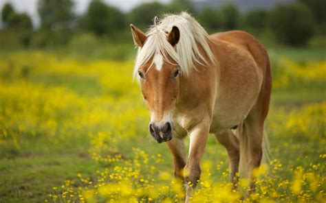 Majestic Horse in Bloom: HD Wallpaper