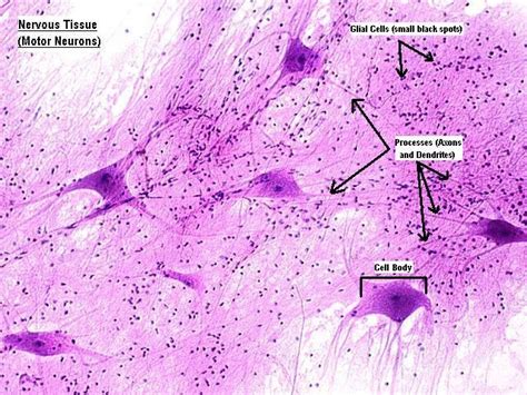 nervous tissue-motor neurons | Анатомия, Химия