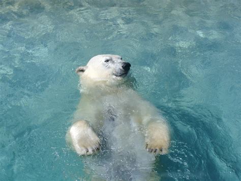 Polar Bear Swimming Images 08049 - Baltana