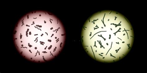 Microscopy 101: Field of View » Microscope Club