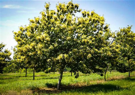 Chinese Chestnut Trees For Sale Online | The Tree Center