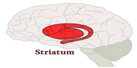 Striatum - Zoefact