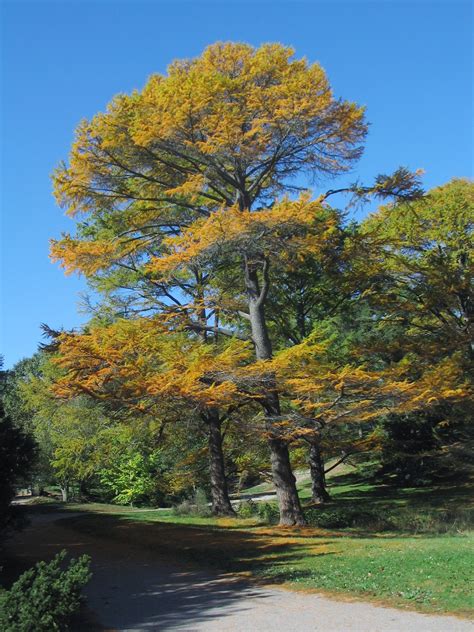 Golden Larch - Arnold Arboretum | Arnold Arboretum