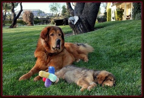 Tibetan Mastiff Training | Superdog