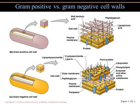 Gram positive vs. Gram negative cell walls | Cell wall, Plasma membrane ...