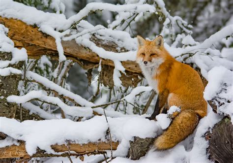 11 fascinating facts about foxes | Canadian Geographic