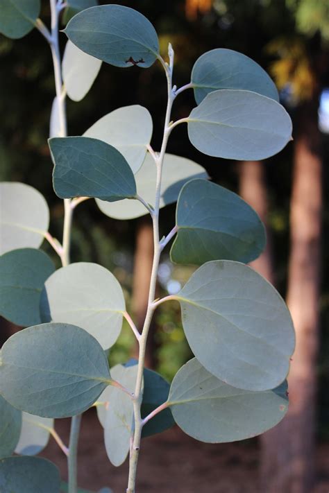 Eucalyptus Pauciflora Deb. 'Mappa Tassie' Eucalyptus Tree - SouthernEucs