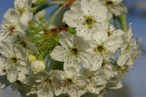 Pear tree blossoms - Pentax User Photo Gallery