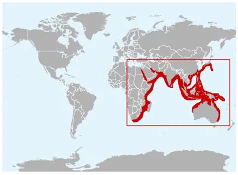 Indo-Pacific bottlenose dolphin – Tursiops aduncus - Aquatic Mammals