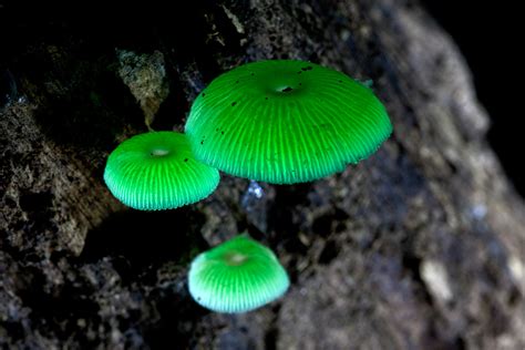 Mycena chlorophos - faint lighting | Mycena chlorophos. Myce… | Flickr