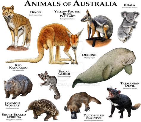 Animals of Australia by rogerdhall on DeviantArt