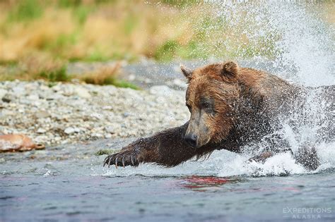 Brown bear fishing - IOM, May 2021 | Expeditions Alaska