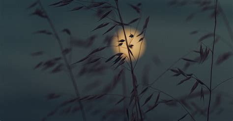 Silhouette of Grass against Moonlit Sky · Free Stock Photo