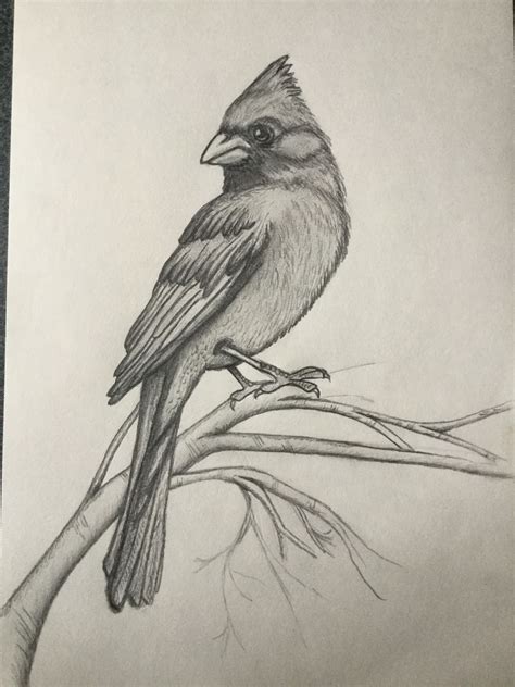 My Cardinal | Pencil drawings of animals, Bird watercolor paintings ...