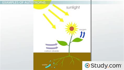 Autotroph | Definition & Examples - Lesson | Study.com