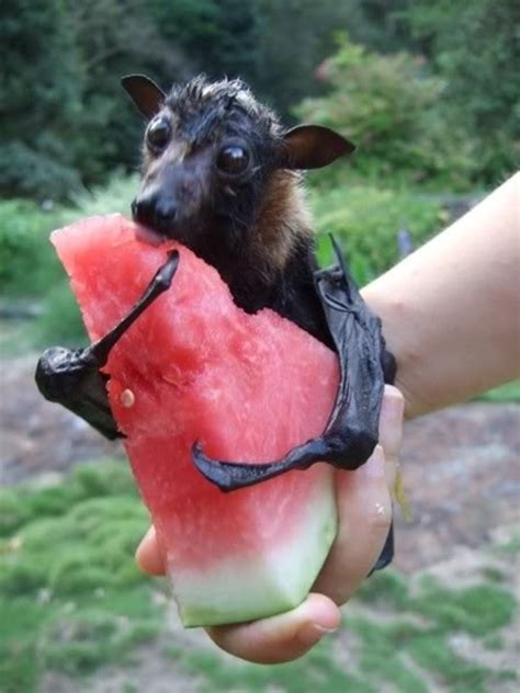 15 Animals eating watermelons (15 pics) | Amazing Creatures