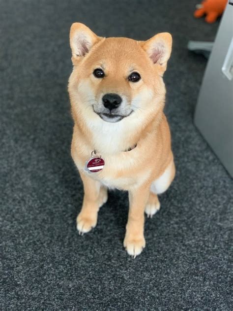 All the colors of the shiba! : shiba