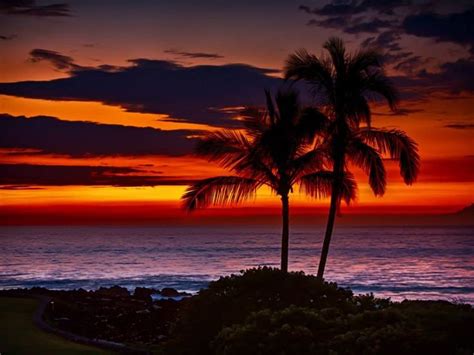 Palm tree | Hawaiian sunset, Sunset wallpaper, Sunsets hawaii