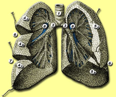 Oblique fissure - wikidoc