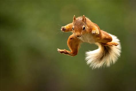 Flying Squirrel Vocalizations - Nature Blog