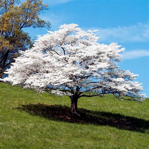 White Dogwood Trees for Sale | FastGrowingTrees.com