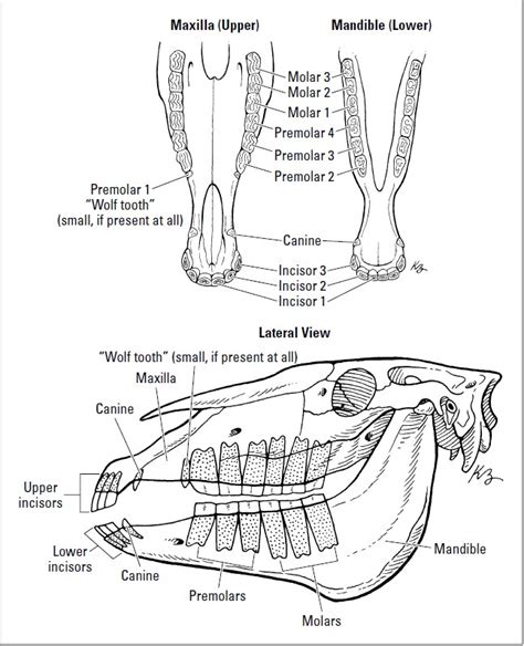 Anatomy Of Horse Teeth