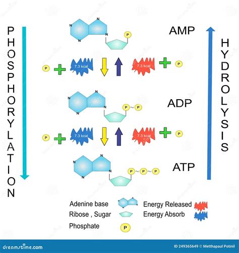 Schematic of ATP Hydrolysis Cycle Chemical Education Stock Illustration ...