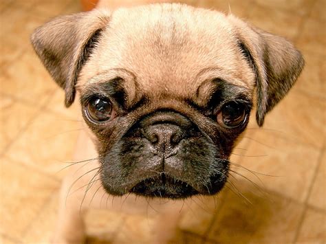 Cute Puppy Dogs: Cute Pug Puppies