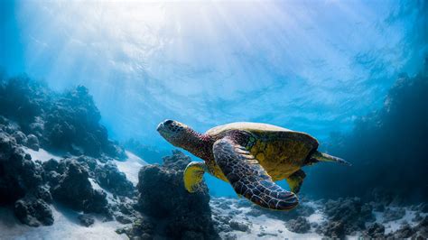 Brown Turtle Swimming Underwater Near Coral Reefs HD Animals Wallpapers ...